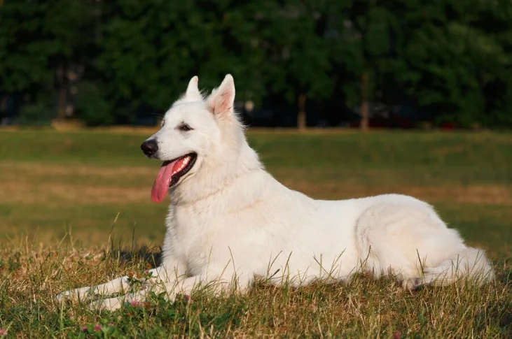 The White German Shepherd: A Comprehensive Guide